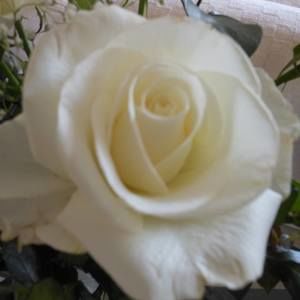 Meet your Posher, Carol